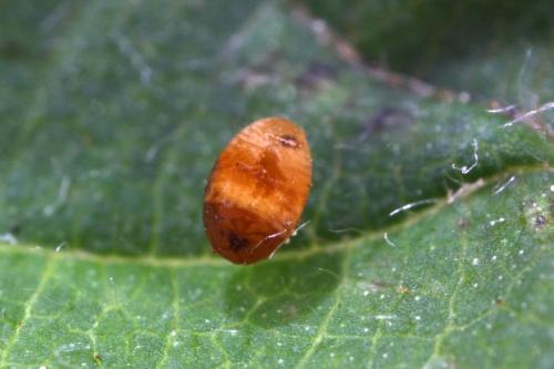 Réf. 305 680 : Apoderus coryli